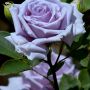 青い薔薇咲いた♪