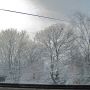 snow covered trees 