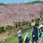 【常陸 風土記の丘】園内は高低差があるのでいろいろな角度から桜を眺める事ができます 