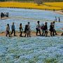【ひたち海浜公園】昨年訪れた時は終わってた菜の花畑も今年は只今満開です！
