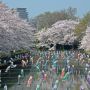 【つつじが岡公園】一番奥の部分、桜は申し分のない咲きっぷりですが鯉のぼりがまばらじゃないっすか？ｗ