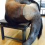 Paard. In museum. 