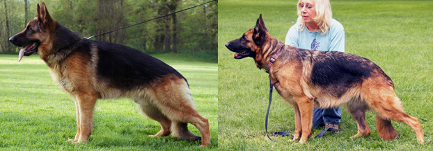 german shepherd puppies for sale in new mexico baerental german shepherd puppies for sale in 505 350 3128 by baerental german german shepherd puppies for sale in new mexico baerental german shepherd puppies for sale in 505 350 3128 by baerental german