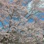【天平の丘公園】手の届く高さに枝があるのでお手軽にお花の撮影も出来ちゃいます 