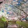 【城之内公園】夜桜 毎年通って5回目、初めてほぼ無風の日に当たったｗ