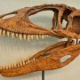 【那須野が原博物館 大恐竜展Ⅱ】北アフリカに生息した獣脚類最大のカルカロドントサウルスの頭骨 
