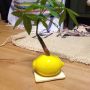 かと思えば、こんなイキな観葉植物を見つけてしまい、これまた一目惚れ(●´艸`)レモンやぁ〜！オカレモンのシール貼りたい！(笑)あぁ〜かわゆい。