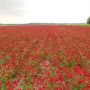 Rood! #polder #bloemen #zaad #rood