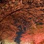 【栃木の桜】真岡市・行屋川周辺の夜桜 近場の夜桜スポットといえばやはりここ！ 夜はヨッパライも一杯♪