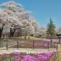 【桜紀行2014】矢板市・長峰公園の桜 今年は本当に毎回お天気に恵まれて助かります(笑)