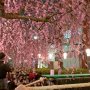 【宇都宮市・釜川の枝垂れ桜】やっぱ昼間にもう一度来たいなぁ 今年もうワンチャンあるか？