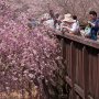 【常陸 風土記の丘】枝垂れ桜はあと数日で満開といった感じでしたがおかしな天候の影響なのか、ちと今年は花の数が少ないような・・・ 
