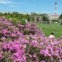 【下志津駐屯地創設61周年記念行事】つつじ祭りと銘打つだけあって駐屯地にはあちこちにつつじが植えられています まあつつじなぞ見ている人はほとんどいなかったけどｗｗｗ 