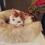 Na weken hard to get en 'ik ga echt niet in een mandje liggen wat daarvoor bedoeld is' is meneertje net eindelijk toch in het zachte kattenbedje gekropen wat ik hem en Mientje al weken probeer op te dringen omdat het er zo gezellig uitziet. Ik doe een dansje in mijn pyjama wat een heerlijkheid!