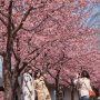 【宇都宮城址公園の河津桜2017】お天気に見頃の桜とくれば記念撮影も捗りますな 