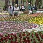 【ひたち海浜公園2016】チューリップを見ると春だなーと思いますねぇ 