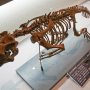 【那須野が原博物館 大恐竜展Ⅱ】ブシッタコサウルス 骨だけだとエイリアンに見えなくもないｗ 