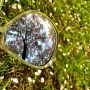 Bloeiende kersenbomen @amsterdamsebos