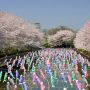 館林市のこいのぼりの里まつり 5000匹を超える鯉のぼりと桜のコラボは一見の価値ありです