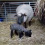 Aaaaah... ;-) #lente #lief #lammetjes
