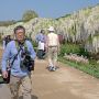 【あしかがフラワーパーク2015】植物園に何台もカメラをぶら下げてやってくる男の人って(ry