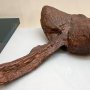 【那須野が原博物館 大恐竜展Ⅱ】アンキロサウルスの尻尾 完全にハンマーです 本当に(ry 