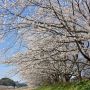 【栃木の桜】栃木市の永野川沿いに約1.5km続く宮の桜堤 同市の太平山よりもゆっくりと桜見物が出来るので自分はこっちの方が好き♪