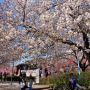 天平の丘公園では今週末からいよいよ八重桜が見頃を迎えます！ とつぃぎの桜第二章を刮目せよ！ m9(ﾟдﾟ)っ
