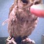 今日のカラコル(*ﾟθﾟ) なんか寝癖みたいな羽がピロンと...ペンギンみたいwww 右上はボクの人差し指ょ、クチバシをナデナデょ！