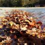 Blaadjes in het water #hulsbeek