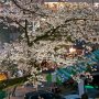 【宇都宮市・二荒山神社の桜】お子ちゃまが3秒くらい静止してくれていれば良い写真だったのだがｗ