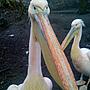Pelikanen hebben honger
