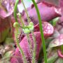 Andere zonnedauw bloemknop
