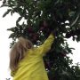 En appels plukken. 