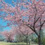 【宇都宮城址公園の河津桜】なおこちらの公園にはこれから咲き出すソメイヨシノ等もあるので長い期間桜を楽しめます