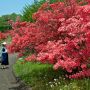 【長峰公園】GW中はヤマツツジの見頃が続くと思いますので矢板にお越しの際は行ってみてくださいね～