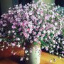 Bought my mum some flowers for her birthday last week: gypsy rose 🌸🌸🌸