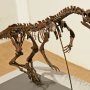【那須野が原博物館 大恐竜展Ⅱ】鳥脚類からはヒプシロフォドンの全身骨格も展示 