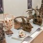 【那須野が原博物館 大恐竜展Ⅱ】頭部の剥製いろいろ 