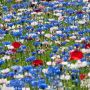 【とちぎわんぱく公園】これがセントーレア(ヤグルマギク)の花 これだけの規模で群生しているのは珍しいかも