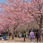 【宇都宮城址公園の河津桜2017】河津桜は見頃が比較的長いので来週末でも楽しめるでしょう 公園の北の方にある桜はまだほとんど花を付けてませんしね 