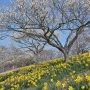 【那須塩原市・東那須野公園】梅の木の周囲に植えられたラッパスイセンも綺麗♪ 
