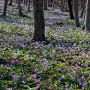 みかも山公園のカタクリの群生 今年はようやく芽が出だした所だそうです 見頃は来週末あたりでしょうかね