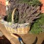 Lavendel