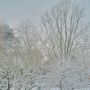 snow covered trees 