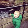 Making Salvador so happy by taking him to the zoo and visiting the sealions #kekmama #diergaardeblijdorp #sealions #happy #kiddo #rotterdam
