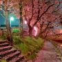 【真岡市・城山公園】散り際の花を愛でるのもこれまた一興 なんちゃってｗ