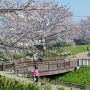 【権現堂桜堤】土手から見下ろす景色も絶景かな～