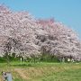 【権現堂桜堤】満開とまでは行かないまでも昨日の時点で8分咲き程度には開花が進んでいます 明日あたりには満開でしょう