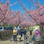 【宇都宮城址公園の河津桜】さすが平日の真っ昼間、圧倒的爺ちゃん婆ちゃん率ｗｗｗｗｗ